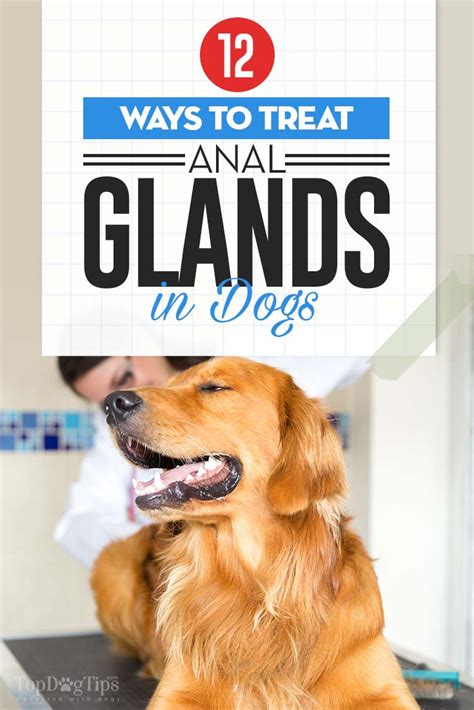 4 Dog Anal Gland Issues: Impaction, Infection,。